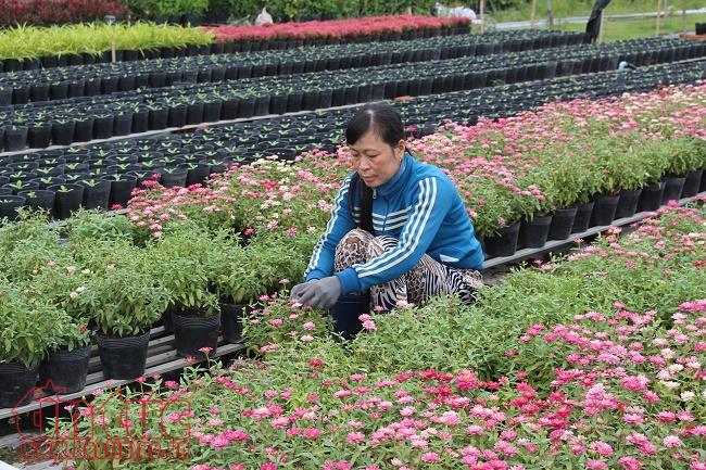 Làng hoa Sa Đéc rực rỡ sắc màu chuẩn bị thị trường Tết 2018 ảnh 1